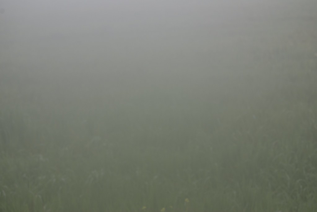 Silicon in the Soil: Why Farmers Are Split Down the Middle on Artificial Intelligence
